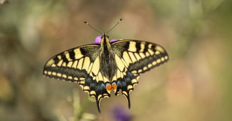 La RSPB Célèbre les 50 Ans de la Réserve Naturelle de Strumpshaw Fen