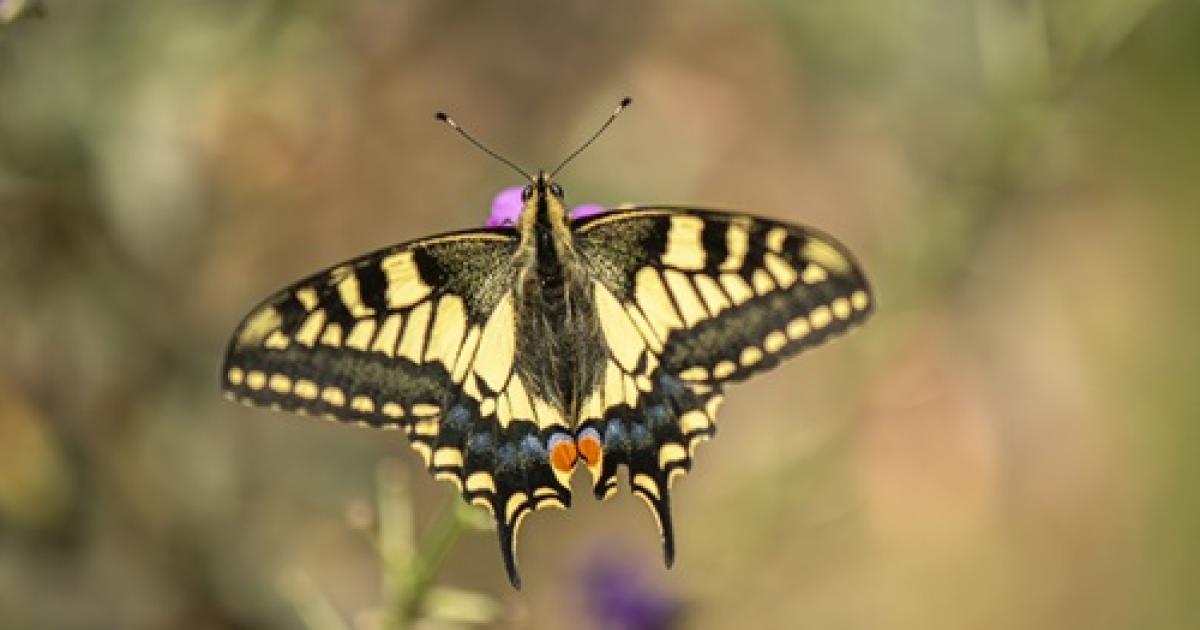 La RSPB Célèbre les 50 Ans de la Réserve Naturelle de Strumpshaw Fen