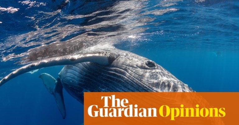 Baleine à bosse : une vidéo inédite relance le débat sur le deuil animal