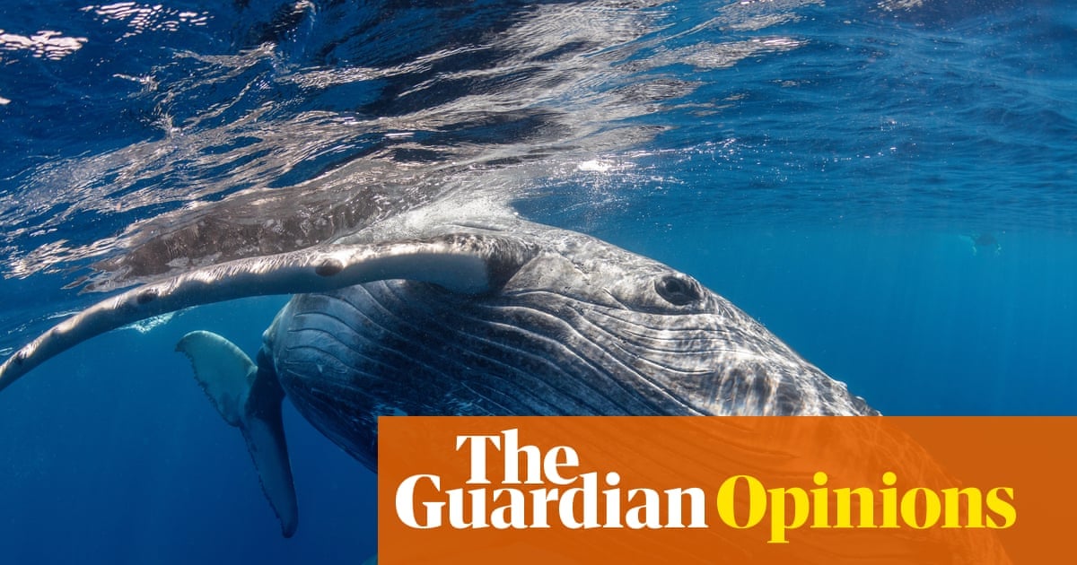 Baleine à bosse : une vidéo inédite relance le débat sur le deuil animal