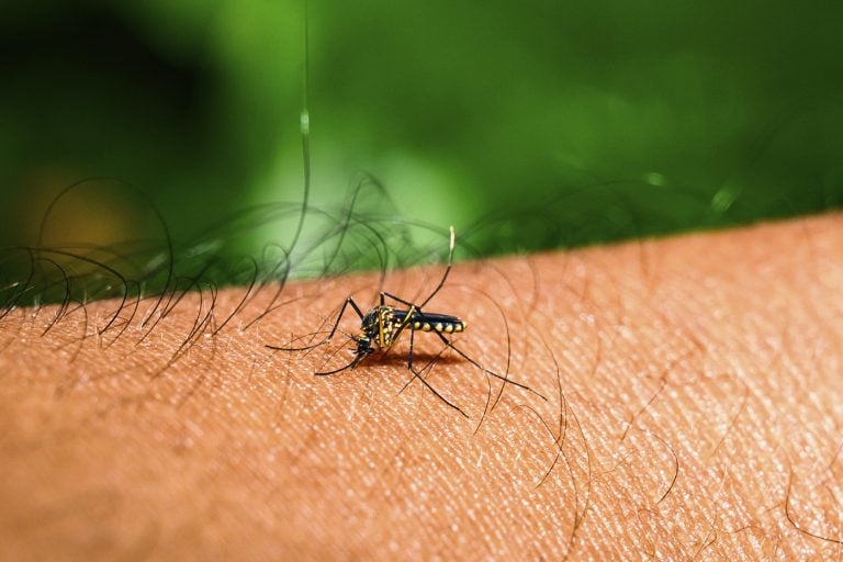 Floride : trois comtés déclarent l'état d'urgence face à la dengue