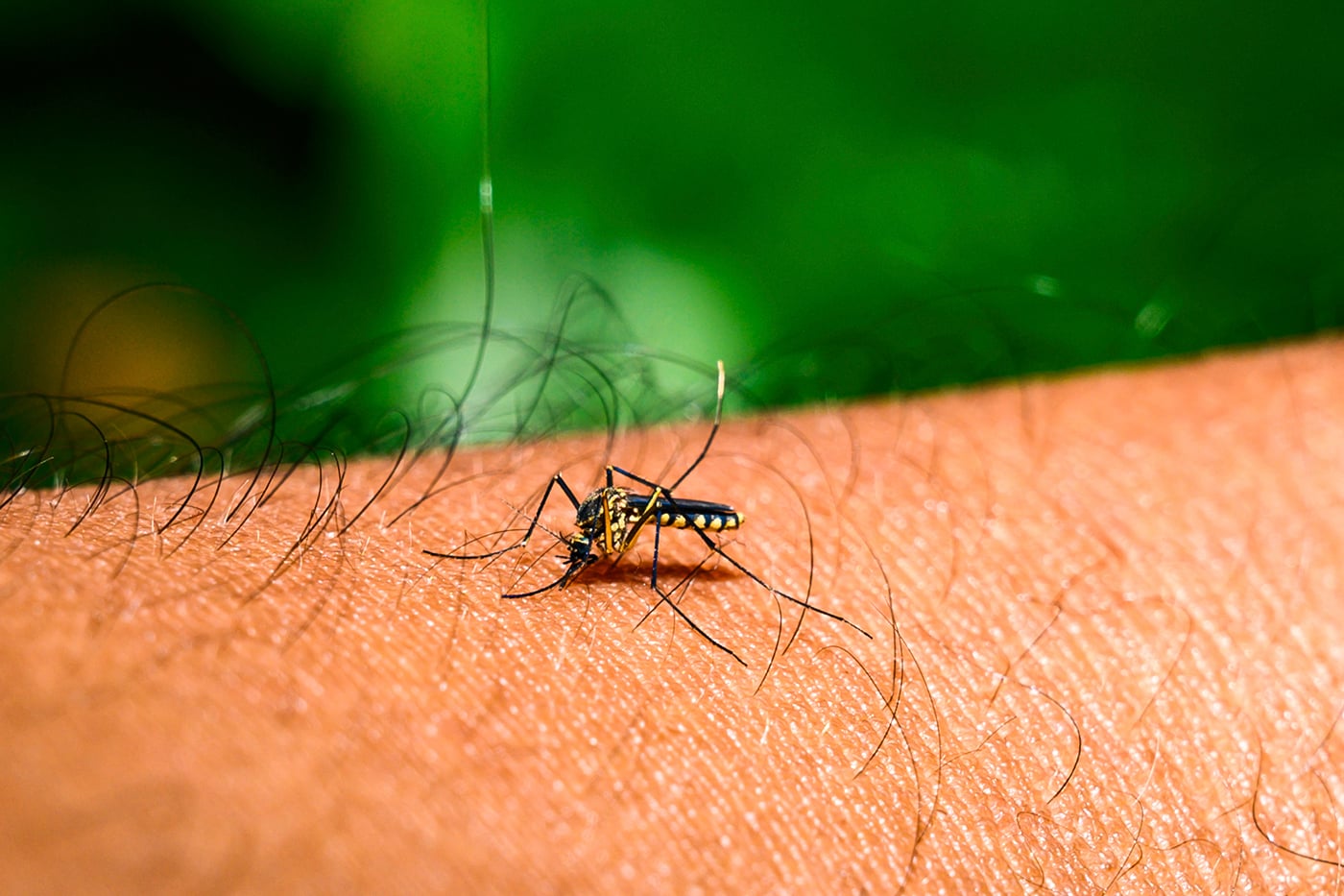 Floride : trois comtés déclarent l'état d'urgence face à la dengue