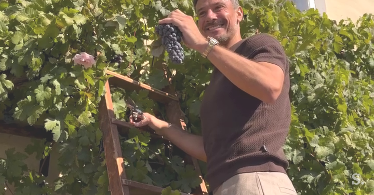 Maribor célèbre la 40e vendange de sa vigne avec Slavko Vinčić