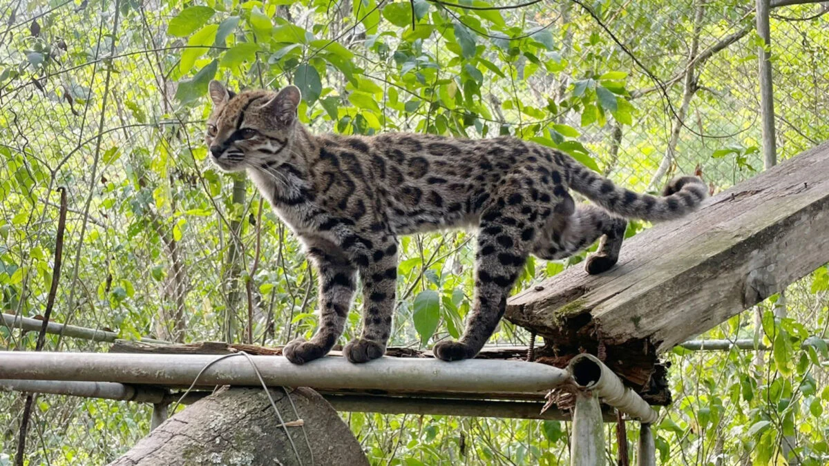 Découverte d'une Nouvelle Espèce de Chat Sauvage en Bolivie