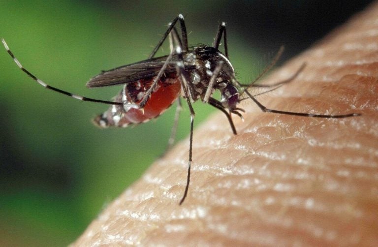 Chikungunya à La Rochelle : démoustication programmée après un cas importé