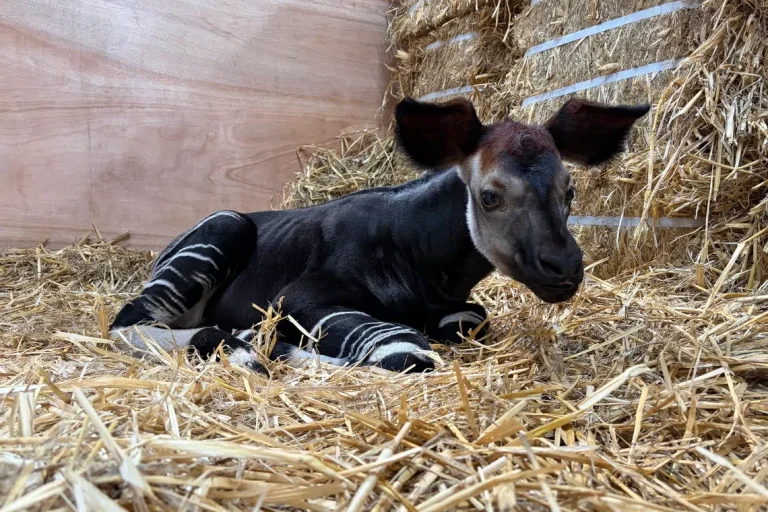 Naissance du premier okapi au Rainforest Wild Adventure de Singapour