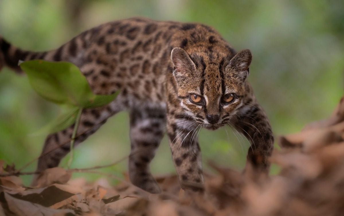 Des Scientifiques Identifient une Nouvelle Espèce de Chat en Bolivie