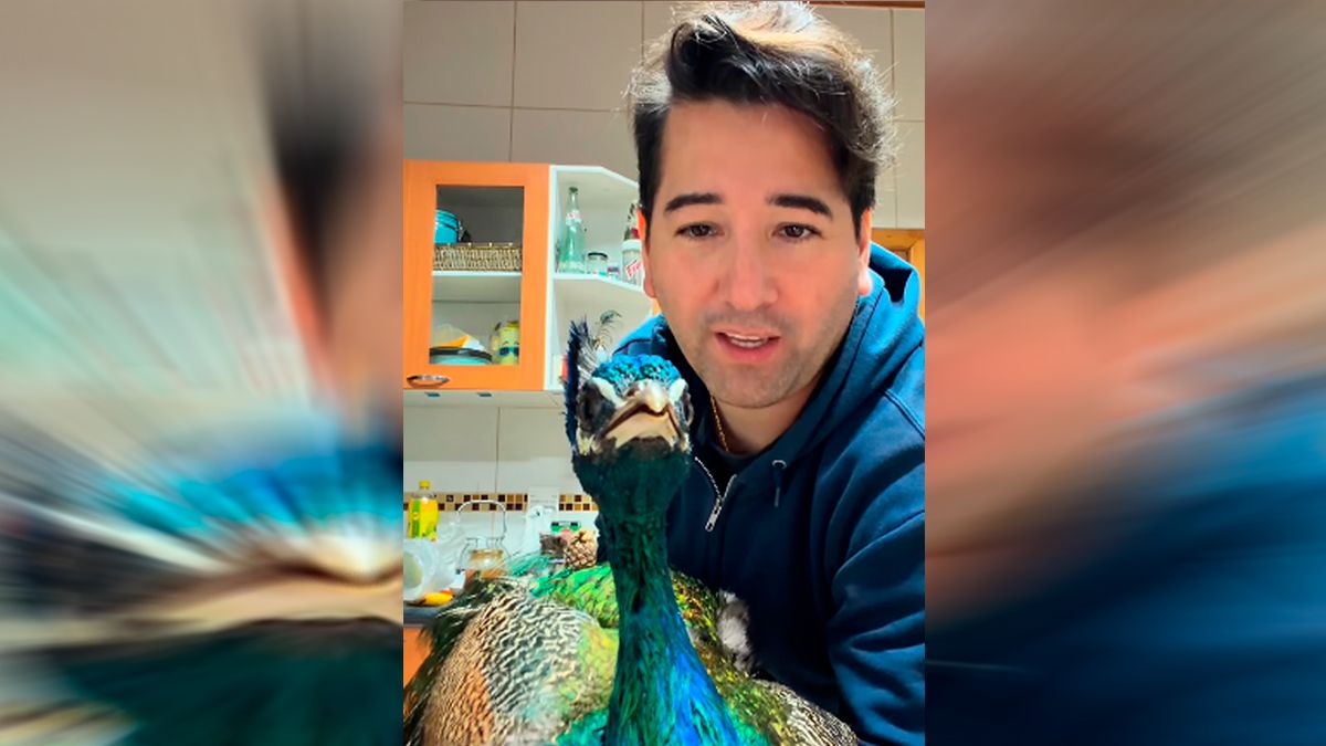 Javier Olivares critiqué après avoir coupé les ailes de ses paons