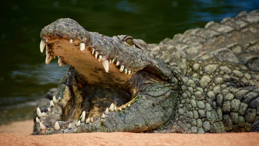 Singapour : un homme risque 10 ans de prison pour une fausse image de crocodile