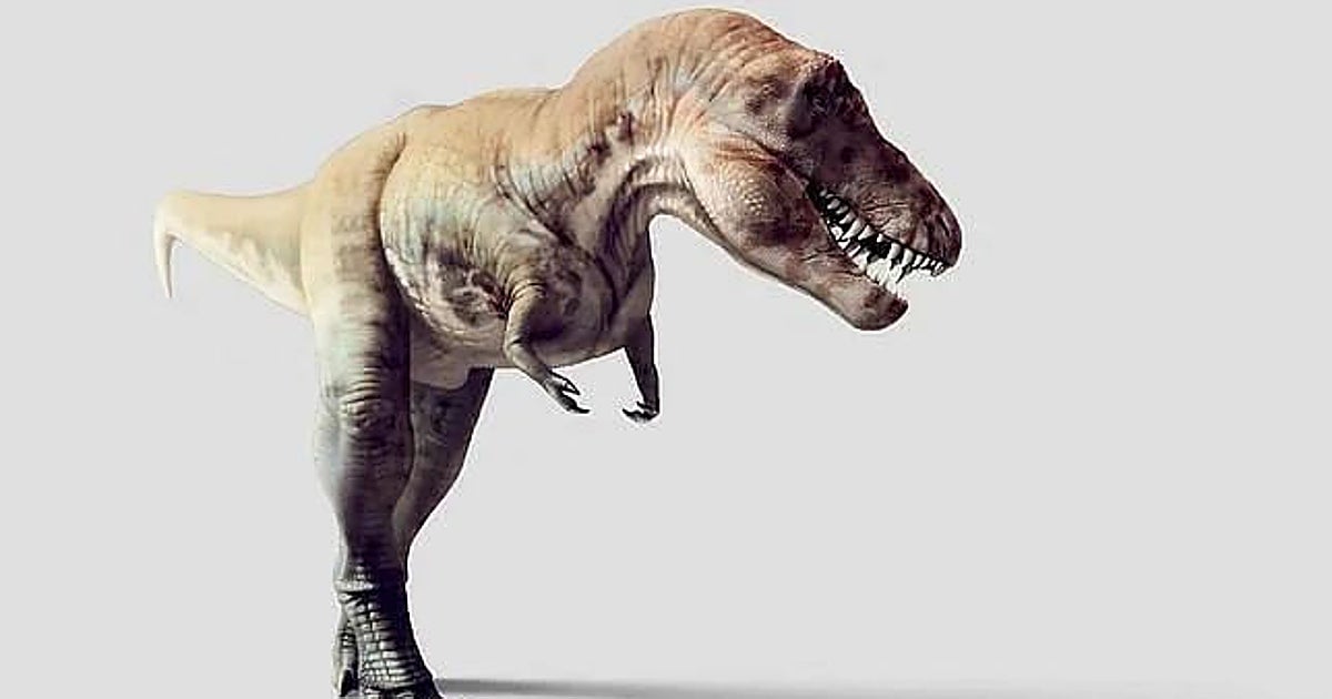 T. rex : une étude confirme son métabolisme à sang chaud