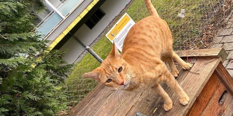 Vevey: Aristote, le chat qui règne sur le quartier Coindet