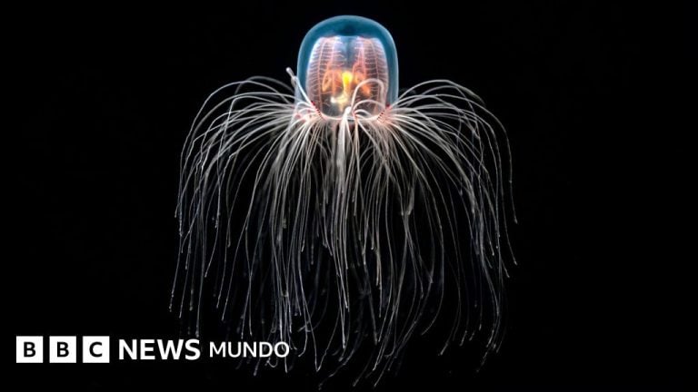 Turritopsis dohrnii inspire la biologie régénérative