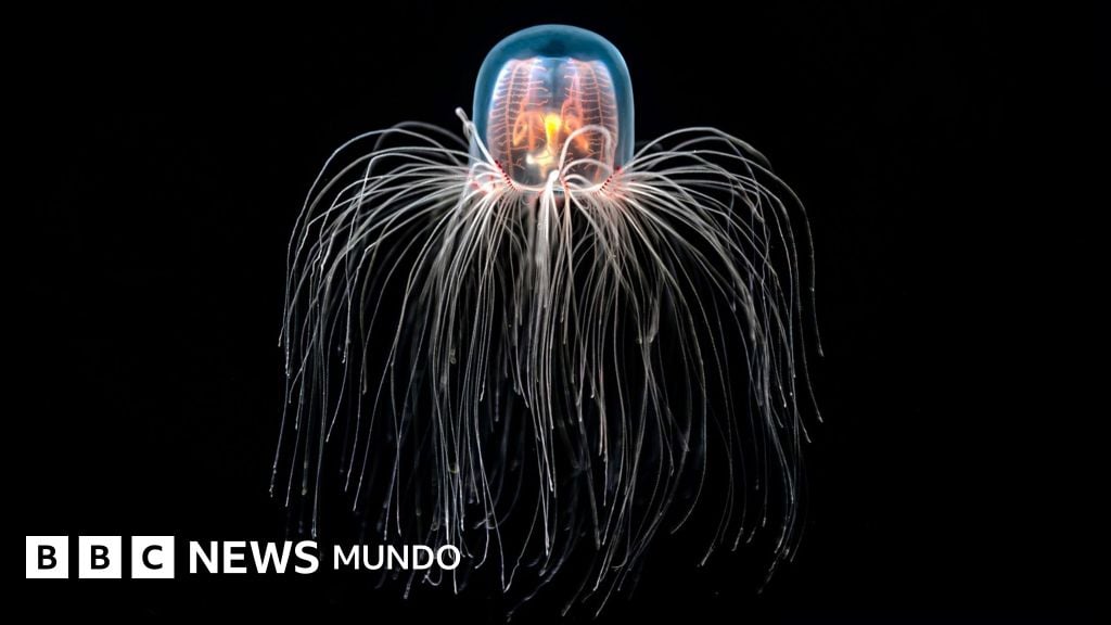 Turritopsis dohrnii inspire la biologie régénérative
