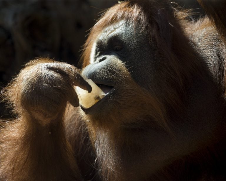 Les orangs-outans préfèrent les aliments liés aux rires, selon l'Indiana University