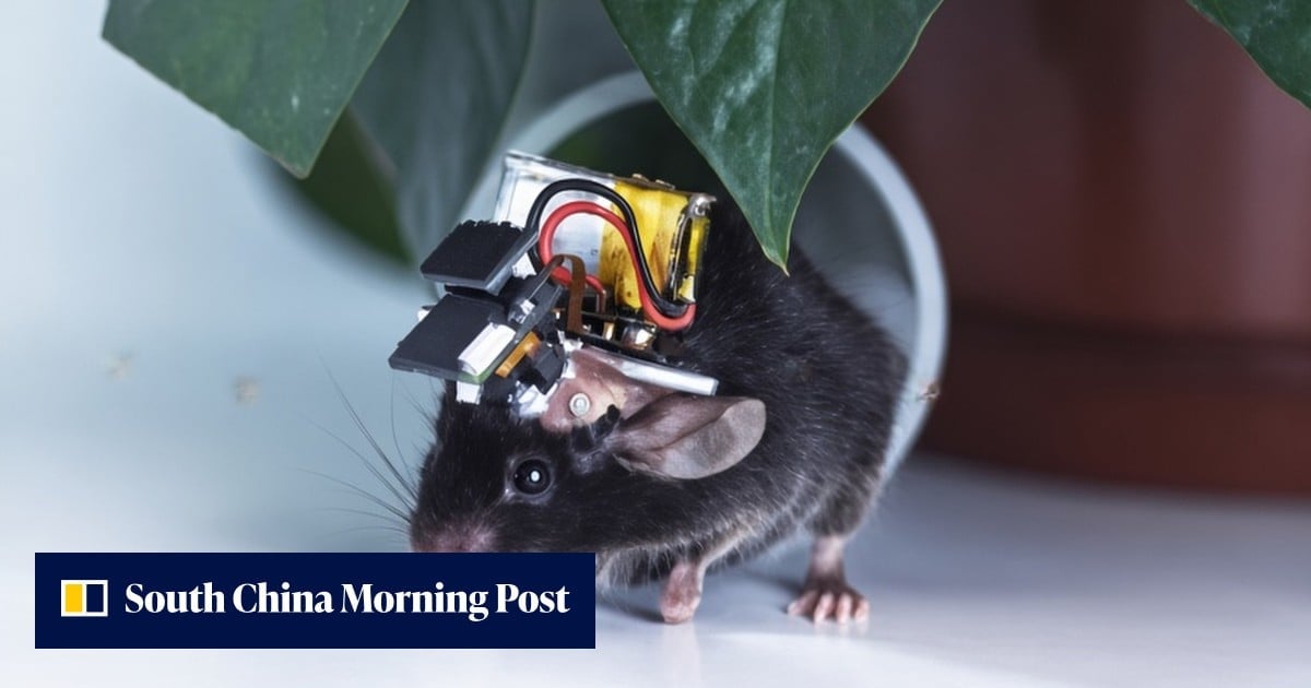 Des chercheurs chinois dévoilent l'Airscope, un microscope sans fil d'un gramme