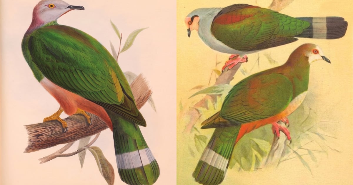 Une nouvelle espèce de pigeon identifiée aux Philippines