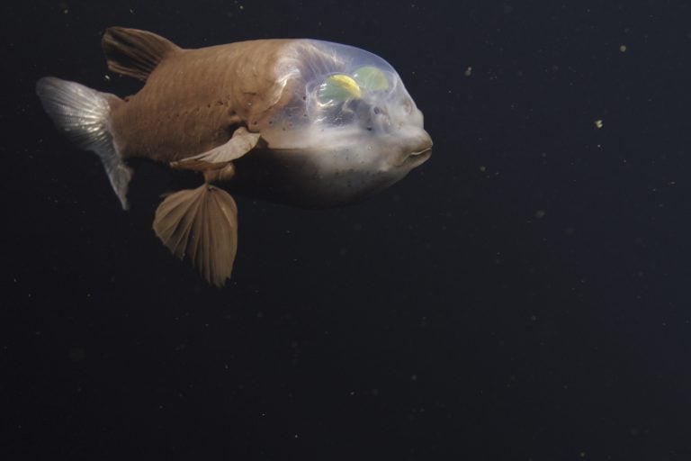 L'institut MBARI filme un rare poisson barreleye en 4K