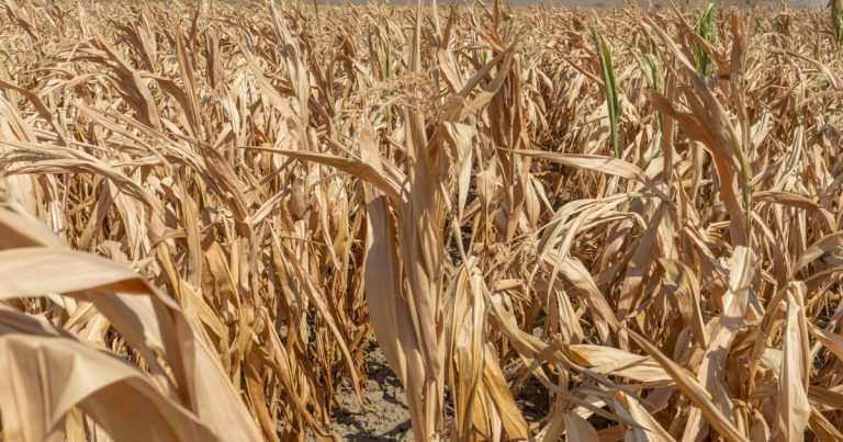 Sécheresse : l'agriculture française face à une facture de 1,47 milliard d'euros