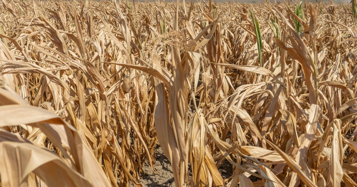 Sécheresse : l'agriculture française face à une facture de 1,47 milliard d'euros