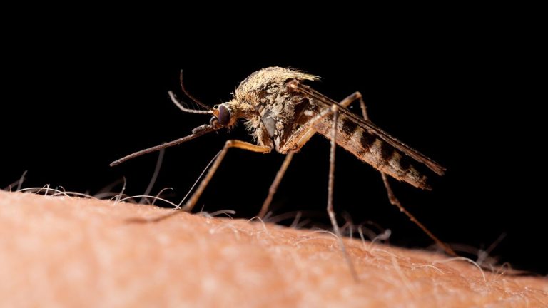Virus West Nile : 4 décès et 27 cas en Île-de-France selon SPF