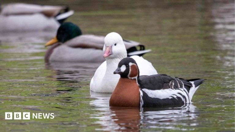 Castle Espie met fin à son programme d'oiseaux captifs en novembre