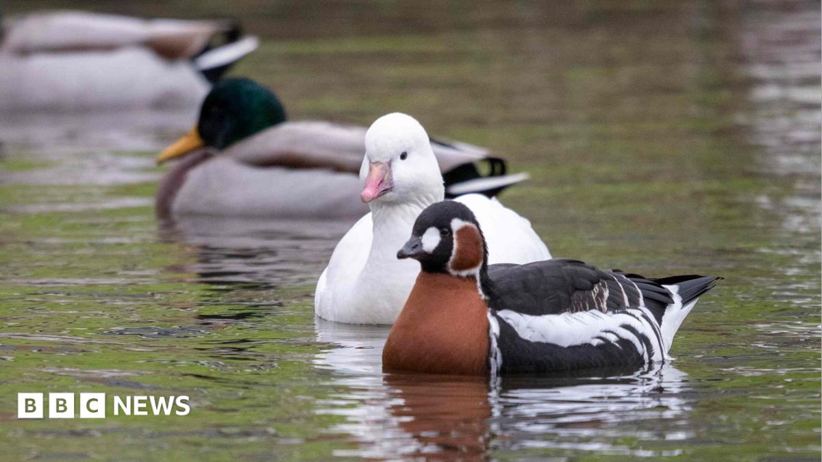 Castle Espie met fin à son programme d'oiseaux captifs en novembre