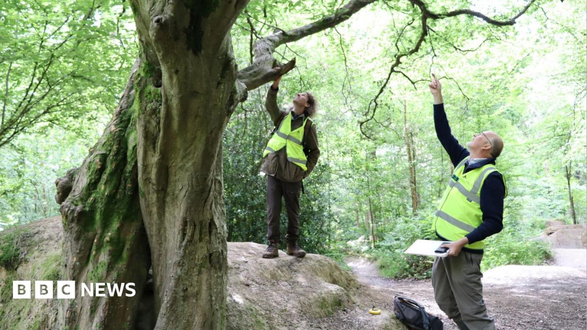 Projet Lost Woods : plus de 5 570 arbres remarquables recensés dans le Sussex