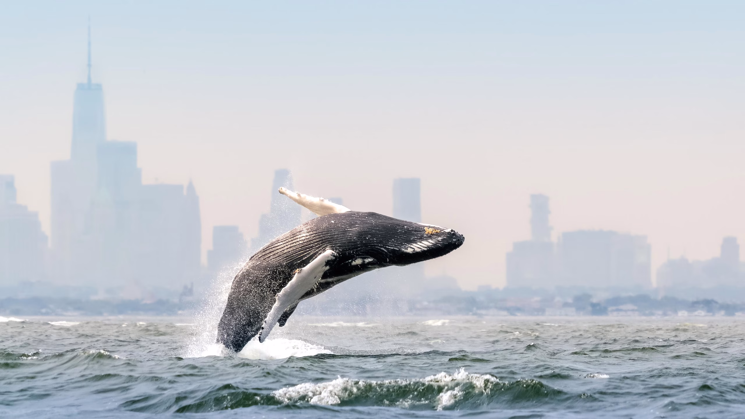 Blue Planet III conserve des images imparfaites face à l'IA
