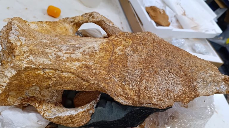Crète : des paléontologues découvrent un crâne de rhinocéros fossilisé