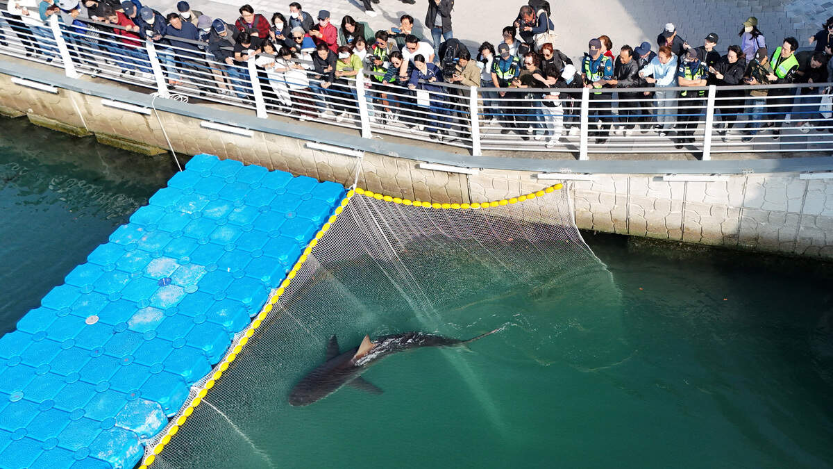 Requin à Busan : Bukangi revient dans le canal après une tentative de sauvetage
