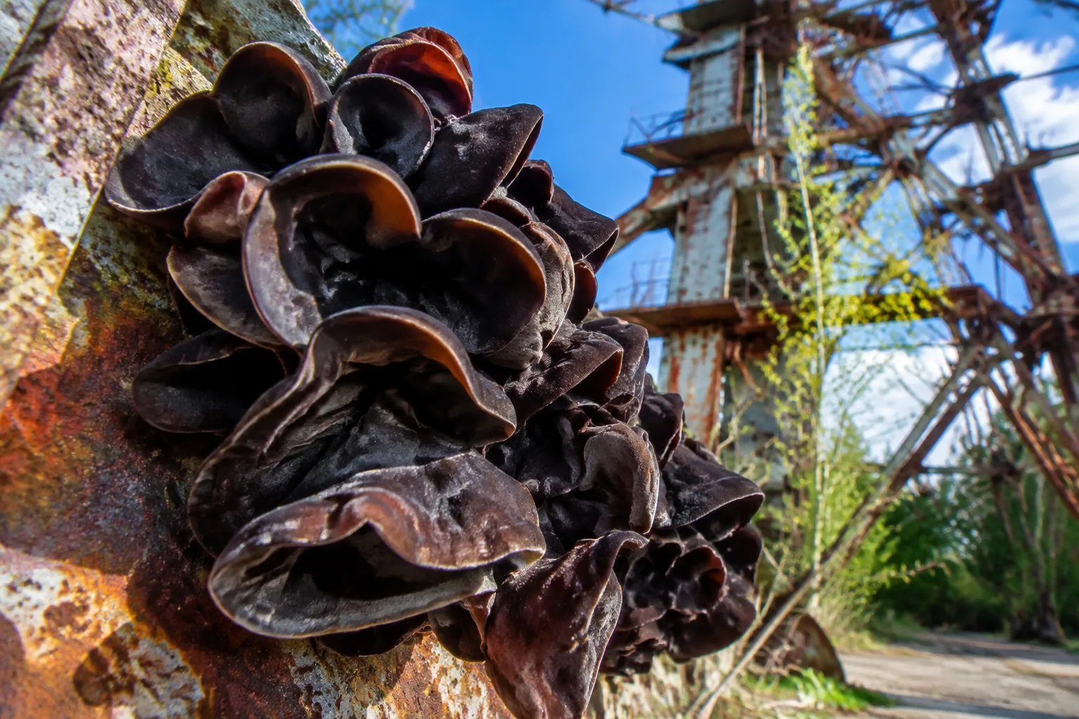 Champignons noirs croissant sur structures metalliques pres Tchernobyl