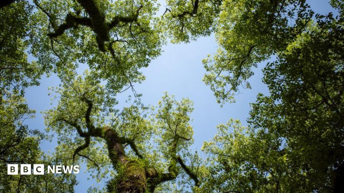 Surrey County Council a planté 885 000 arbres, dépassant son objectif