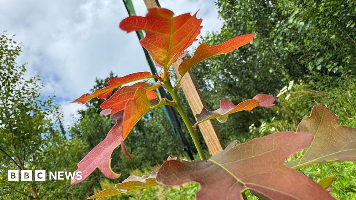 109 000 arbres plantés dans le Lancashire par des bénévoles
