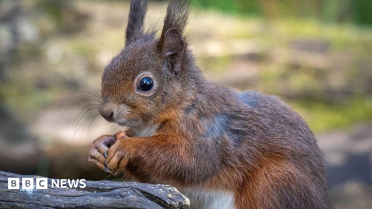 Le Red Squirrel Recovery Network lance un fonds de 250 000 £ pour l'écureuil roux