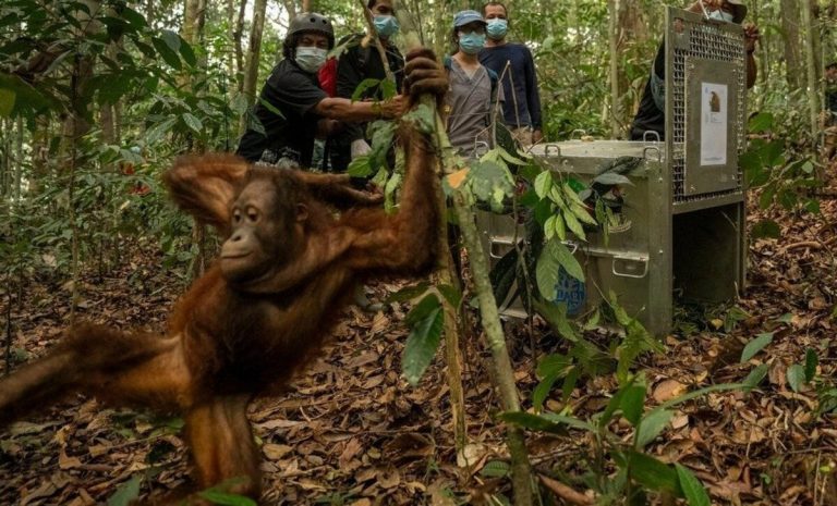 Indonésie : huit orang-outans relâchés dans une forêt protégée