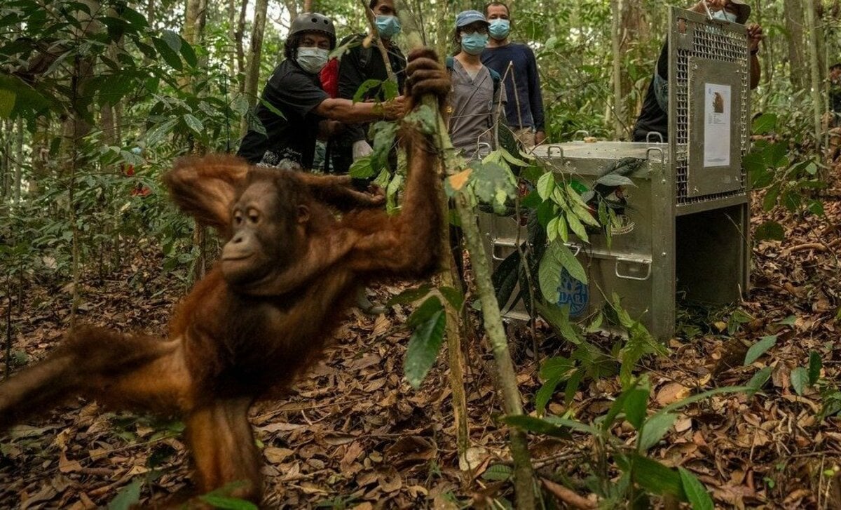 Indonésie : huit orang-outans relâchés dans une forêt protégée