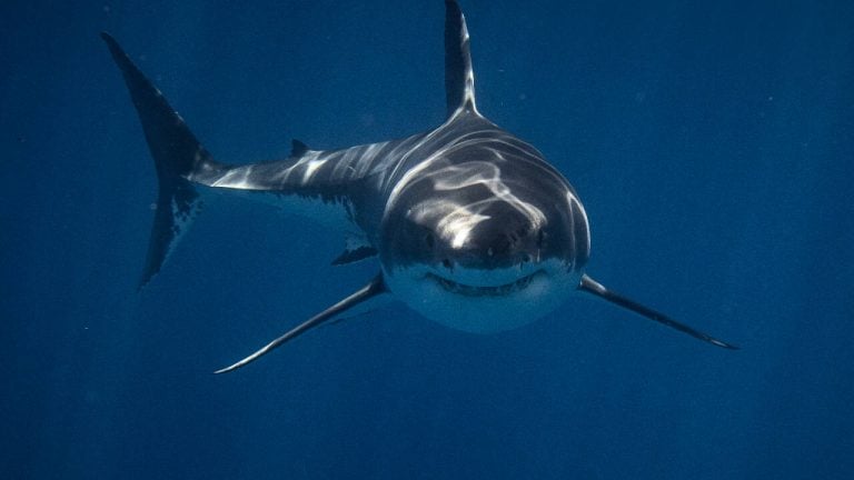 Requins-pointes noires : une étude mesure leur ouïe à 74 mètres