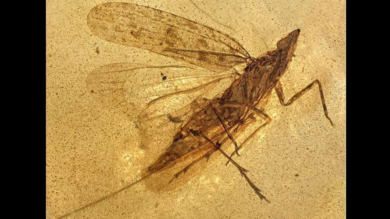 Un insecte préhistorique au rostre flexible découvert en Birmanie