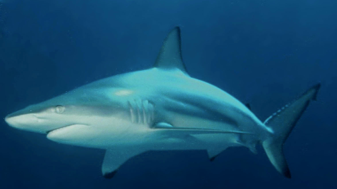 Requins à pointe noire : une étude révèle leur ouïe à longue distance