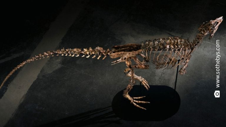 Un Nanotyrannus vendu 47,3 millions de dollars chez Sotheby's à New York